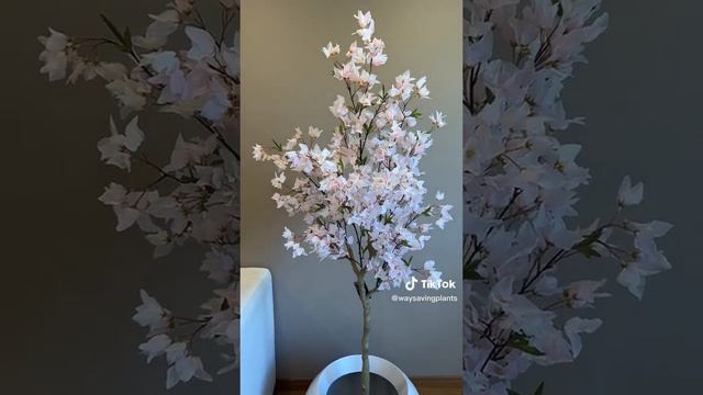 Pink Bougainvillea flower tree