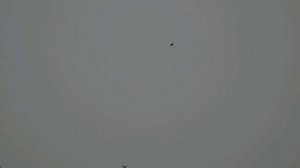 Торцовые голуби Регулярного В.И август 2021