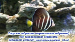 РЫБЫ-ХИРУРГИ. Топ 15 самых популярных рыб семейства Хирурговых.