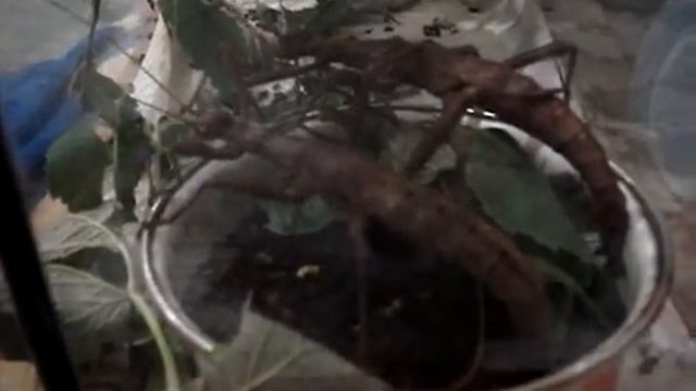 Палочник откладывают яйца в грунт