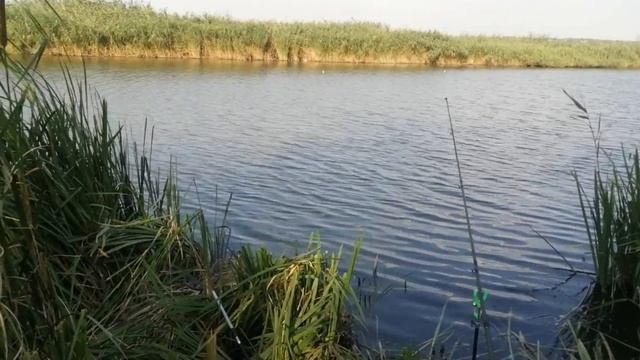 Толстолоб или карась кого больше поймали ловля в реке на поплавок смотреть онлайн