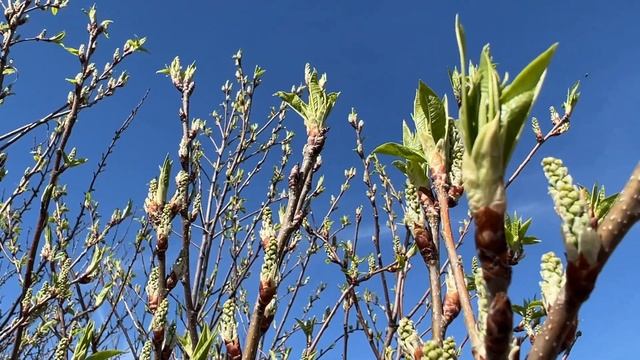 Лунный календарь ОКРАШИВАНИЯ волос на МАЙ 2022. Благоприятные и неблагоприятные дни. смотреть онлайн