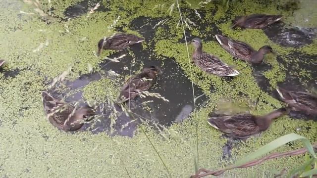 Спасибо за поздравления! смотреть онлайн