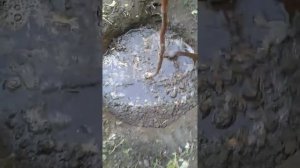 Осенняя посадка груши "Амфора".