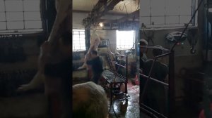 убойный цех свиней