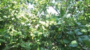 Что делать ,если Яблоня не цветёт на протяжении 10 лет после посадке.