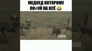 Медоед, которому пофиг на всё