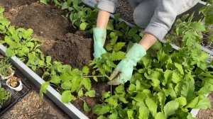 Сажаю ВЫТЯНУТЫЕ ТОМАТЫ в грунт. Что положить в лунку при посадке томатов