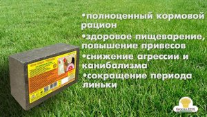 Корм для куриц. Как увеличить яйценоскость? Брикет Рябушка корм для птиц