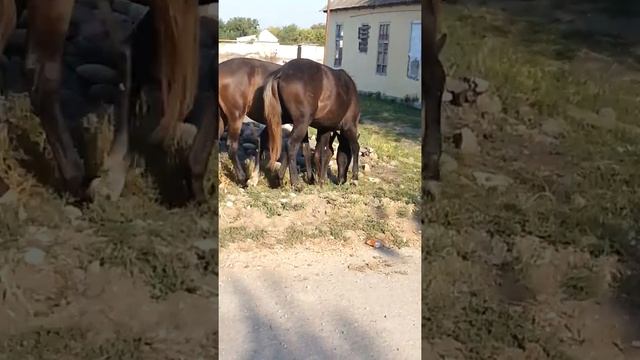 Необычные лошади? смотреть онлайн