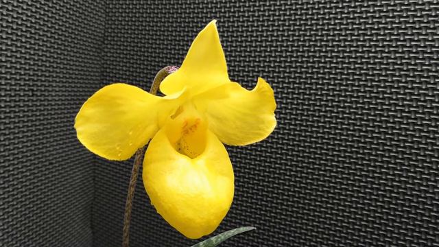 Paphiopedilum armeniacum смотреть онлайн