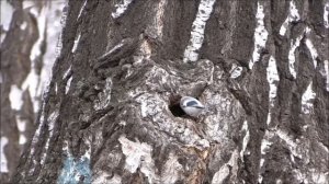 Белая лазоревка и интересные факты о ней