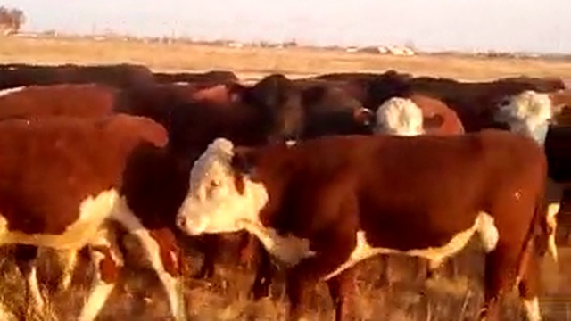 Мясной и молочный скот - с доставкой по России и СНГ смотреть онлайн