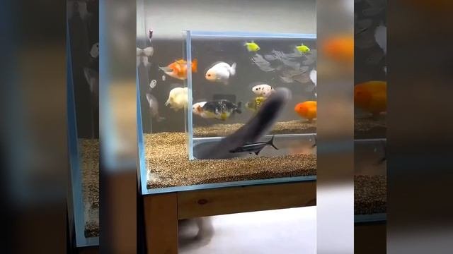 Аквариум для кошек!
