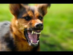 Стая разъяренных бродячих собак напала на детей в Волгограде — шокирующие кадры