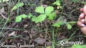 ❗Сбор лесных ягод ? 26.06.2023 г. Курская область❗
