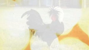 Куры Ажурные порода Сибрайт  и другие интересные породы курей