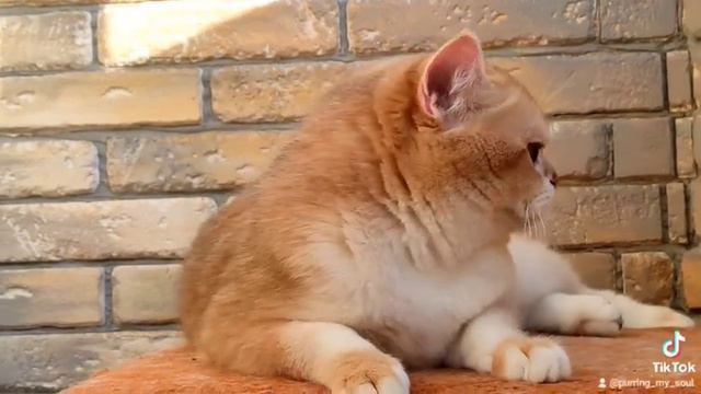 Самый дорогой и красивейший окрас кошек #BRIny12 #purring_my_soul #золотаяшиншилла #кот #котик