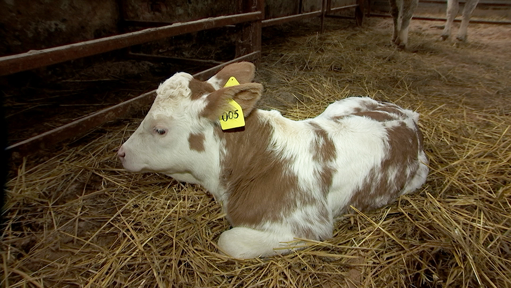 В Подмосковье клонированная корова родила теленка / События на ТВЦ