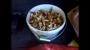 Влог. Опята в Ленинградской области. Очень много грибов =)