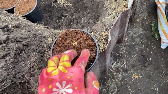 Как будут зимовать мои гортензии в горшках и самые маленькие череночки? #гортензияметельчатая