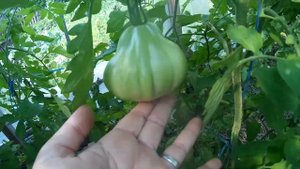 Томат "Бабушкин метательный"