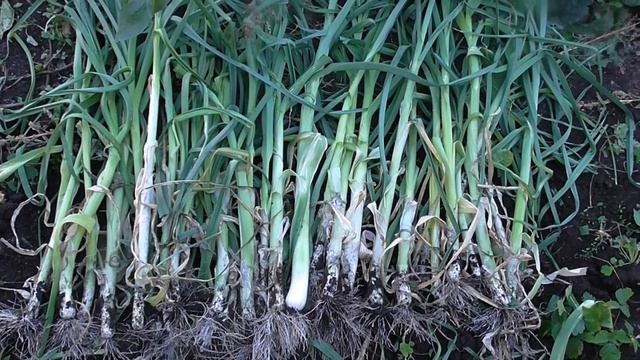 ЛУК ПОРЕЙ СОРТ ГИГАНТО РОССО смотреть онлайн