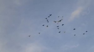 Полет и  Посадка боиных голубеи в Краснод. Крае ( Войчик Григорий ,  ст. Черноерковская )