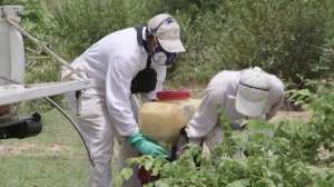 Борьба с саранчой и биопестициды