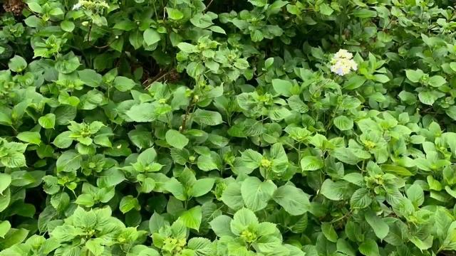 Абхазия . Кандык , ткуарчал , сухум смотреть онлайн