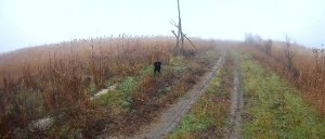 Хорошая Охота на Фазана в Дагестане?