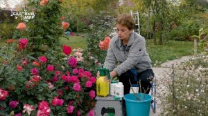 Посадка роз осенью в октябре.Как посадить, чтобы лучше прижились