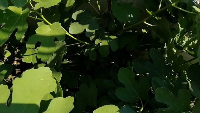 Инжиры в огороде. смотреть онлайн