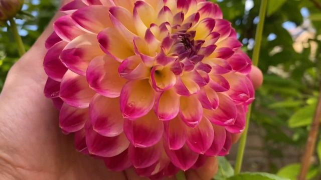 Георгина Hapet Daydream ? Dahlia Hapet Daydream, Peter Haslhofer, Austria ? смотреть онлайн