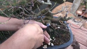 Ficus ginseng poda de formación