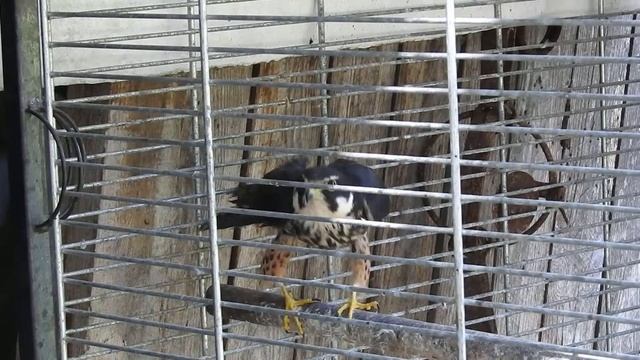 Болотная сова, чеглок и слеток пустельги. Соколиный центр. Битцевский лес смотреть онлайн