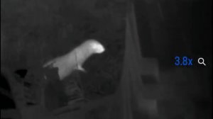 Тепловизор: Куницы в огороде.