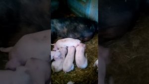 Обзор чистокровных свиней см 1 и помесных свиней и поросят!