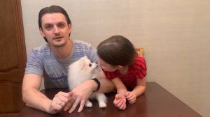 Убираем коричневые полосочки у шпица под глазами