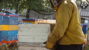 ИТАЛЬЯНСКАЯ ПЧЕЛА. Отзыв пчеловода об опыте работы с итальянкой