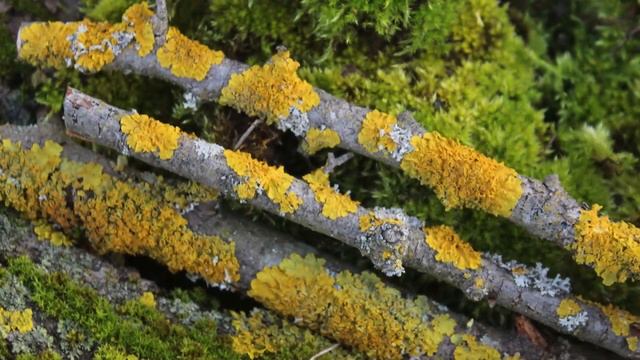 Как перевозить улиток? Перевозка улиток почтой смотреть онлайн