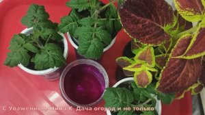 Про это СТАРОЕ АПТЕЧНОЕ СРЕДСТВО ДЛЯ РАССАДЫ все забыли, а зря! Применение МАРГАНЦОВКИ ДЛЯ РАССАДЫ И