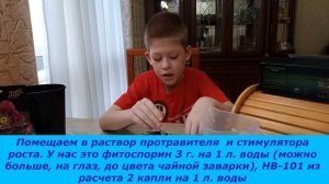 Морозник. Покупка саженцев весной в г. Иркутске. Распаковка. Посадка и помещение на хранение.