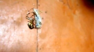 Паук поймал кузнечика HD720 Canon SX30IS