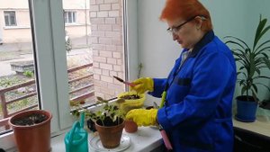 мастер-класс Пересадка колеуса в горшочки