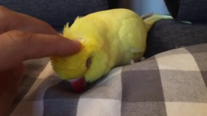 Сонный попугай