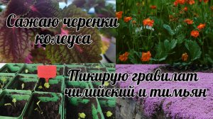 Сажаю черенки  колеуса, пикирую тимьян и гравилат чилийский!