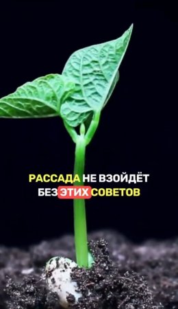 РАССАДА для «ЧАЙНИКОВ»