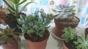 Новые покупки: эхеверия Таурус, эхеверия Миранда и другие