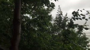 Спуск к Балтийскому морю после дождя. Улитки.